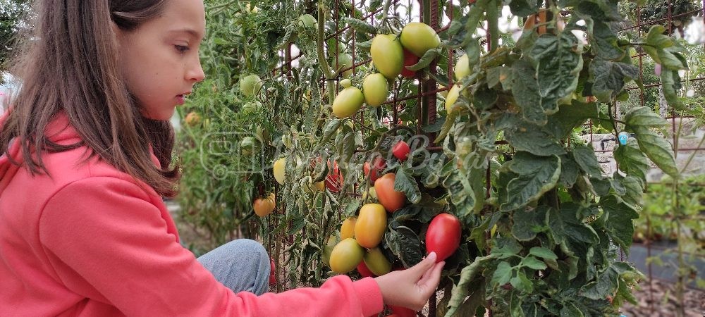 Chapter 5 - Dinner From the Garden
